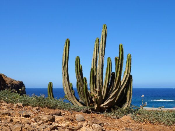 🌴☀️¡Disfruta de unas vacaciones de lujo en AluaSoul Orotava Valley y relájate en la hermosa Tenerife! 🌴☀️